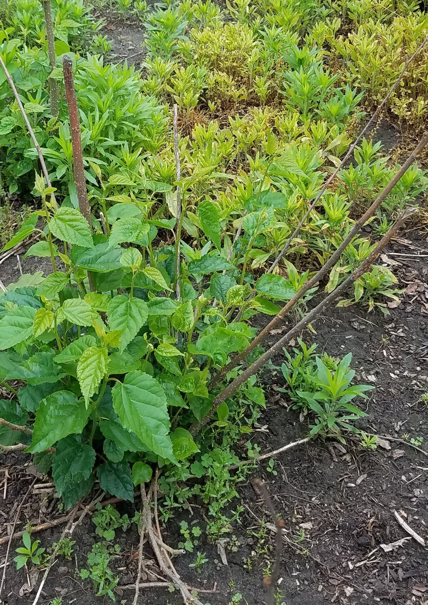 Dwarf mulberry