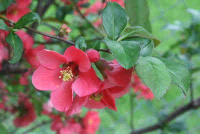 Flowering Quince