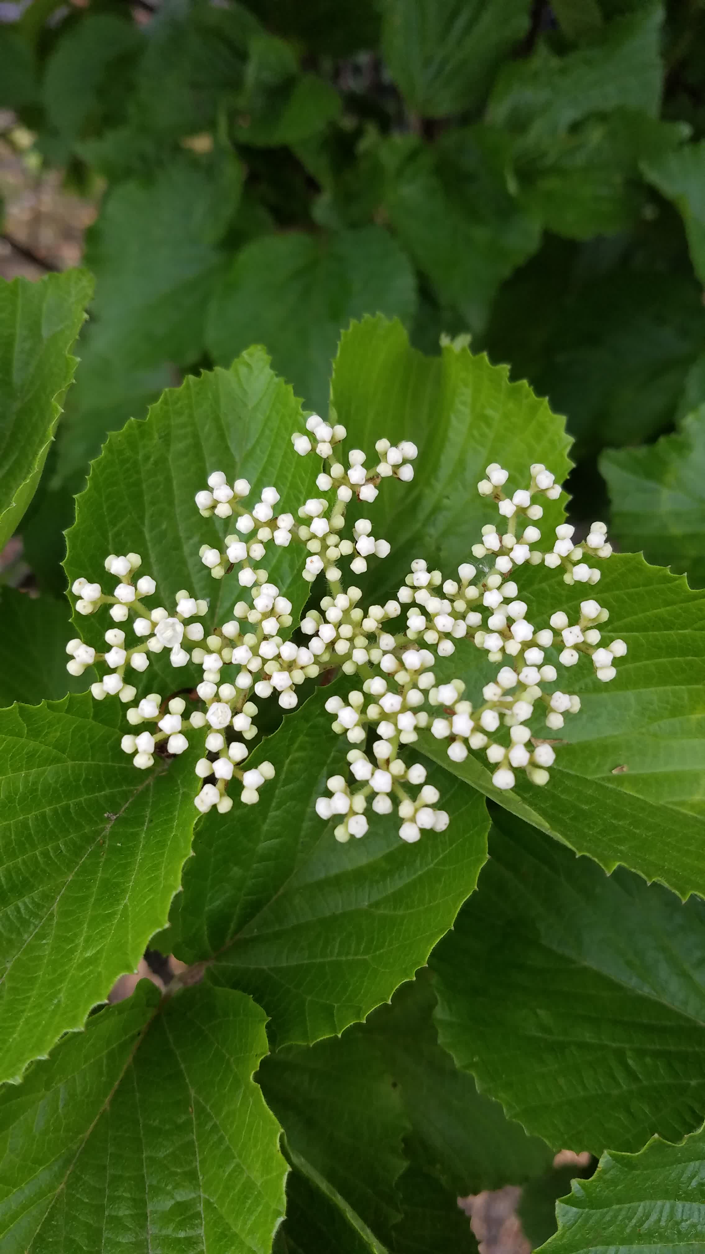 Viburnum