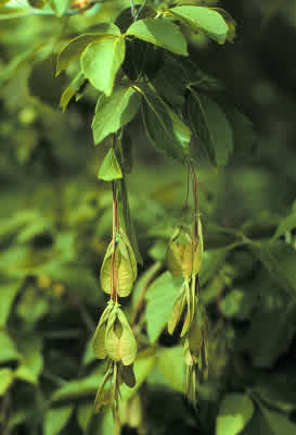 Box Elder, Boxelder Maple