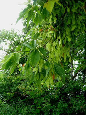 Box Elder, Boxelder Maple