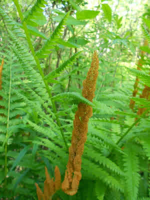 Cinnamon Fern