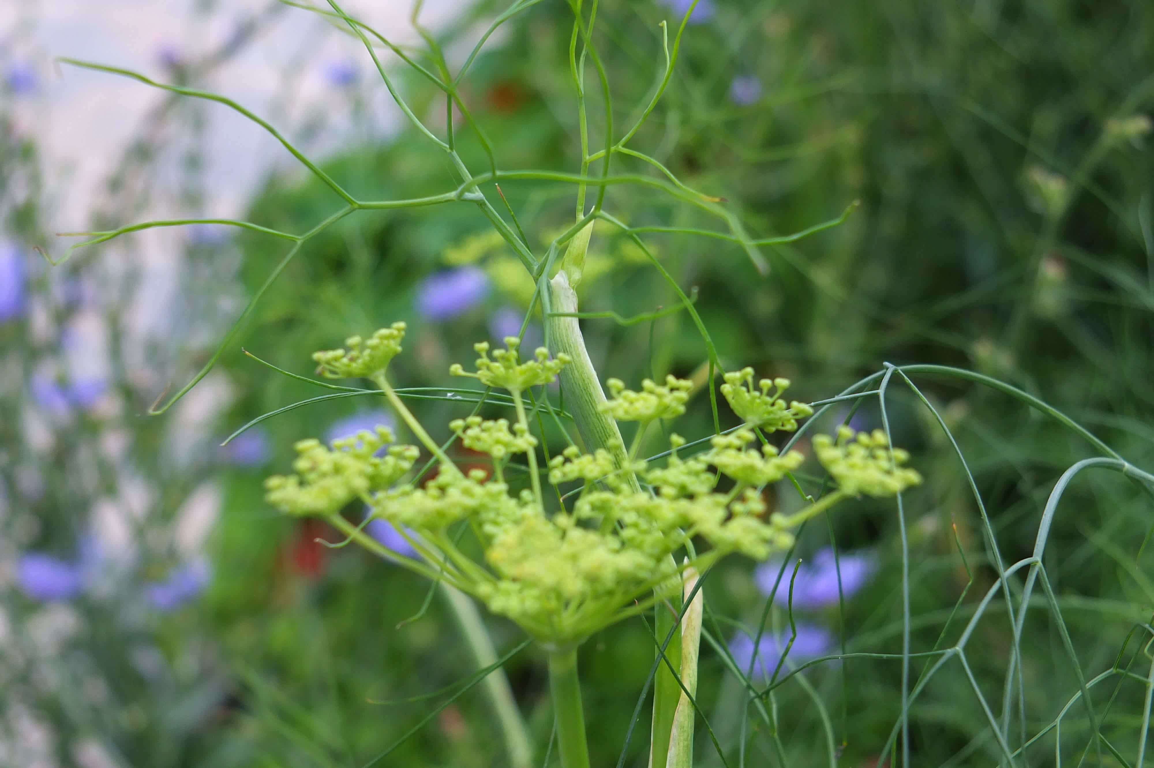 Fennel, herb fennel, common fennel