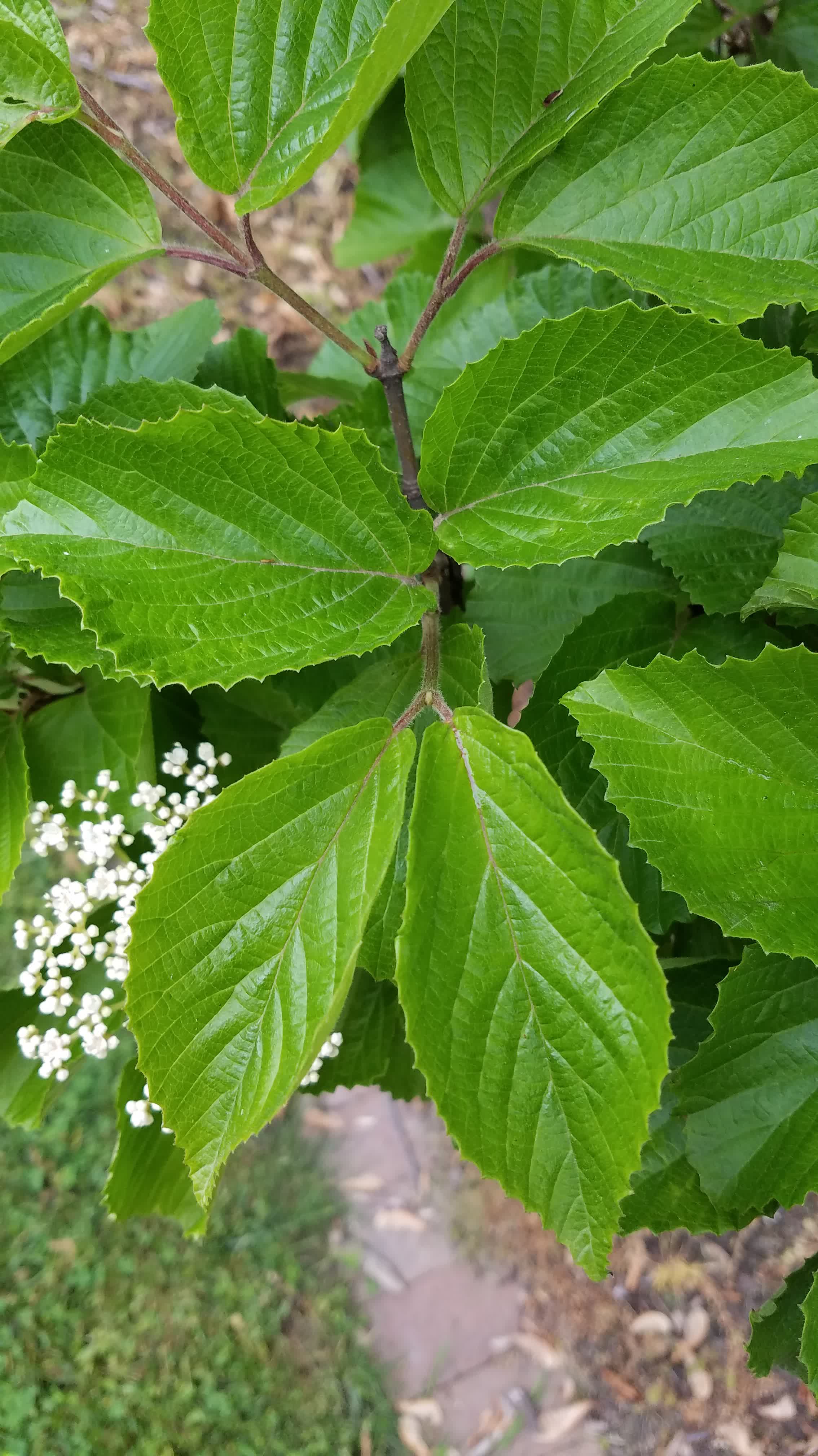 Viburnum