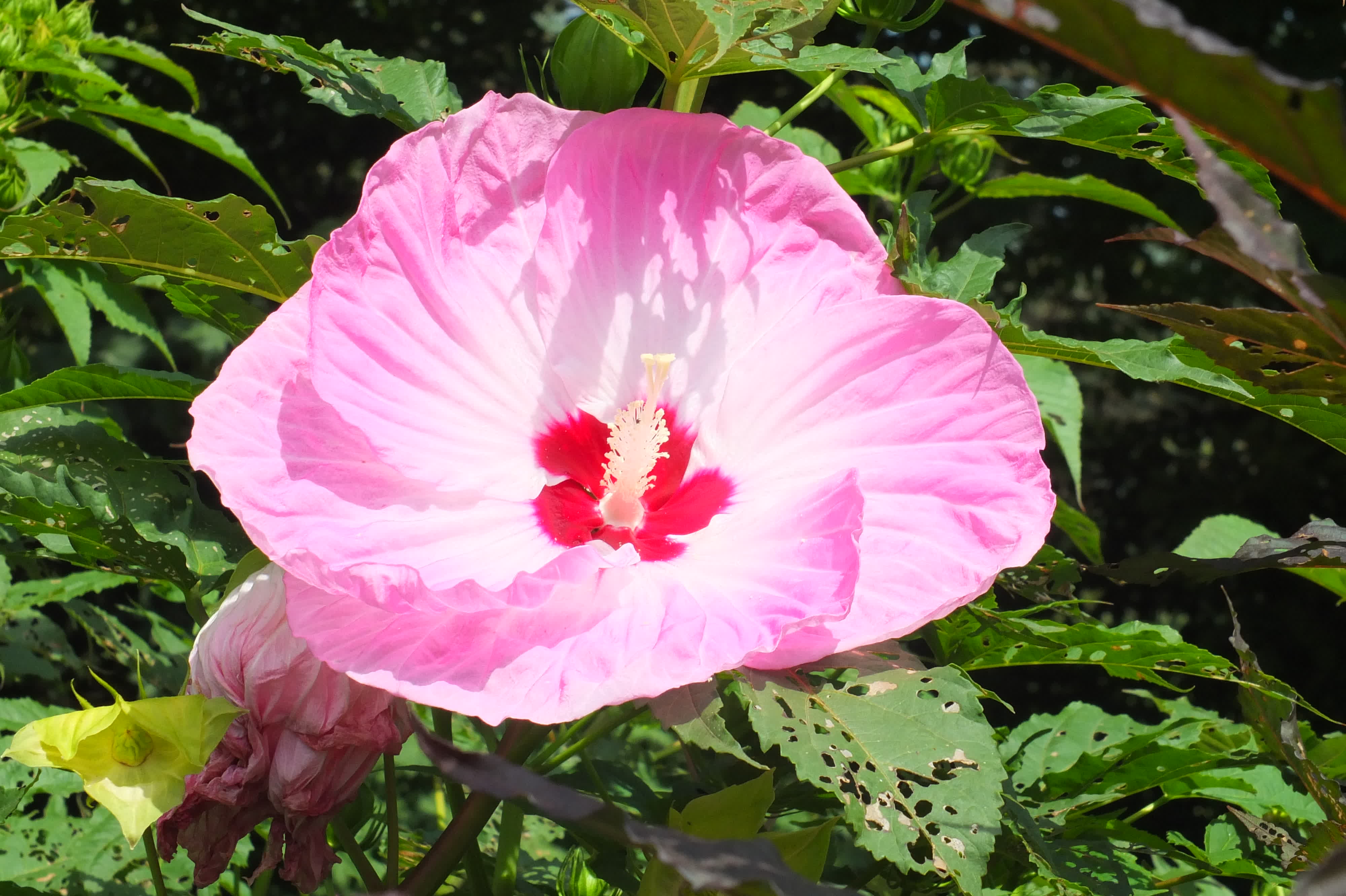 Hibiscus