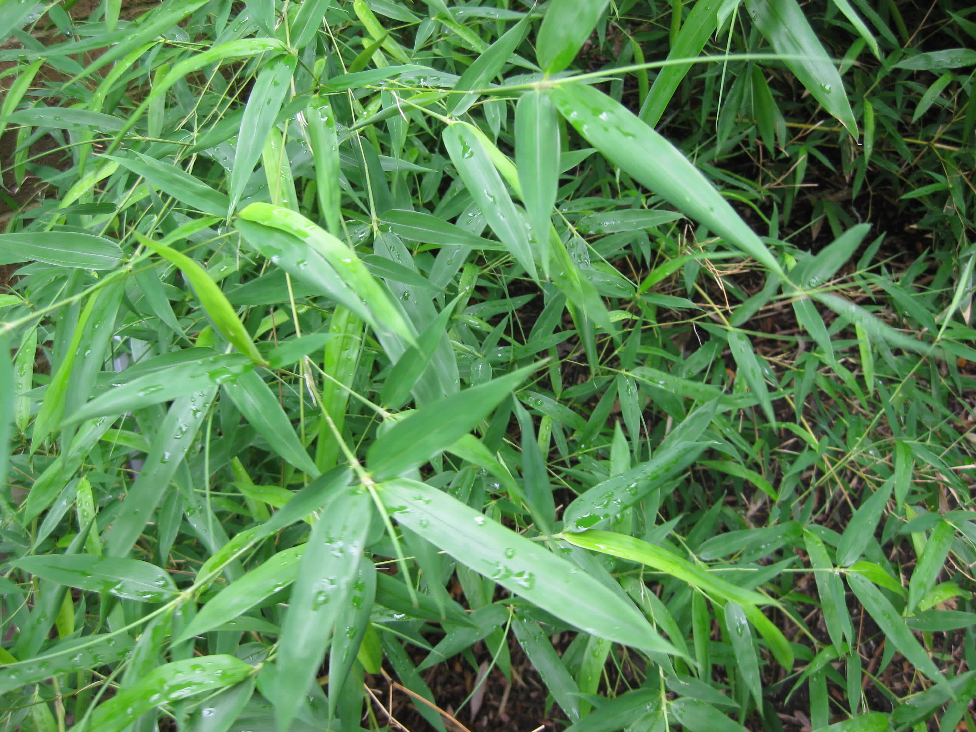 Yellow Groove Bamboo