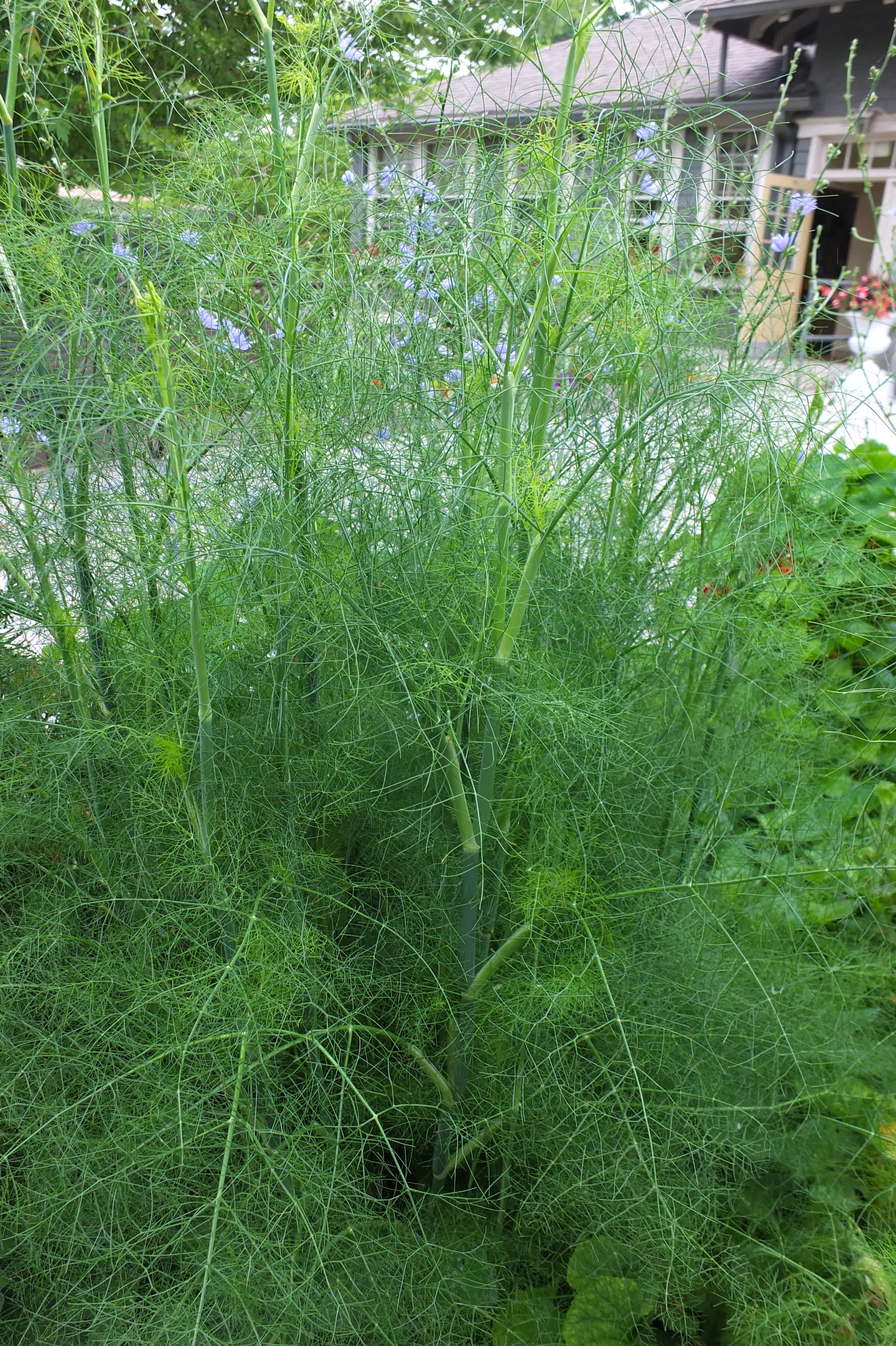 Fennel, herb fennel, common fennel