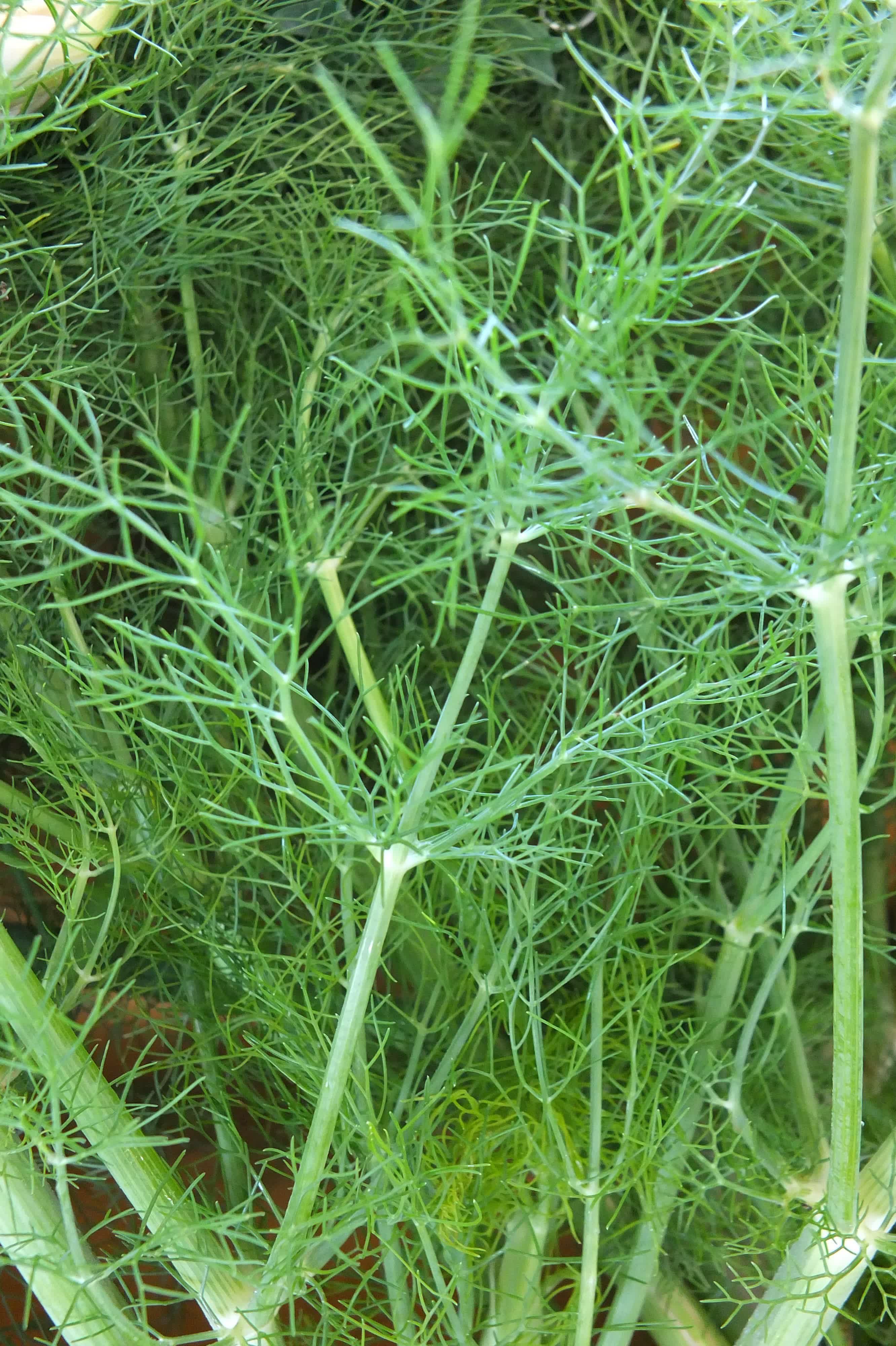 Florence Fennel, Finocchio