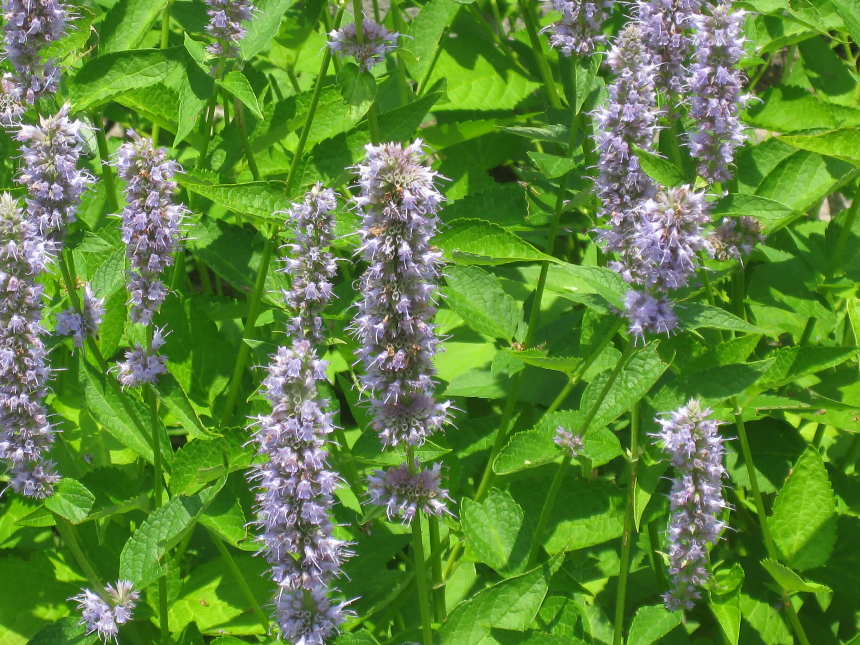 Anise Hyssop