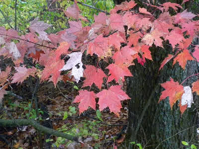Red Maple