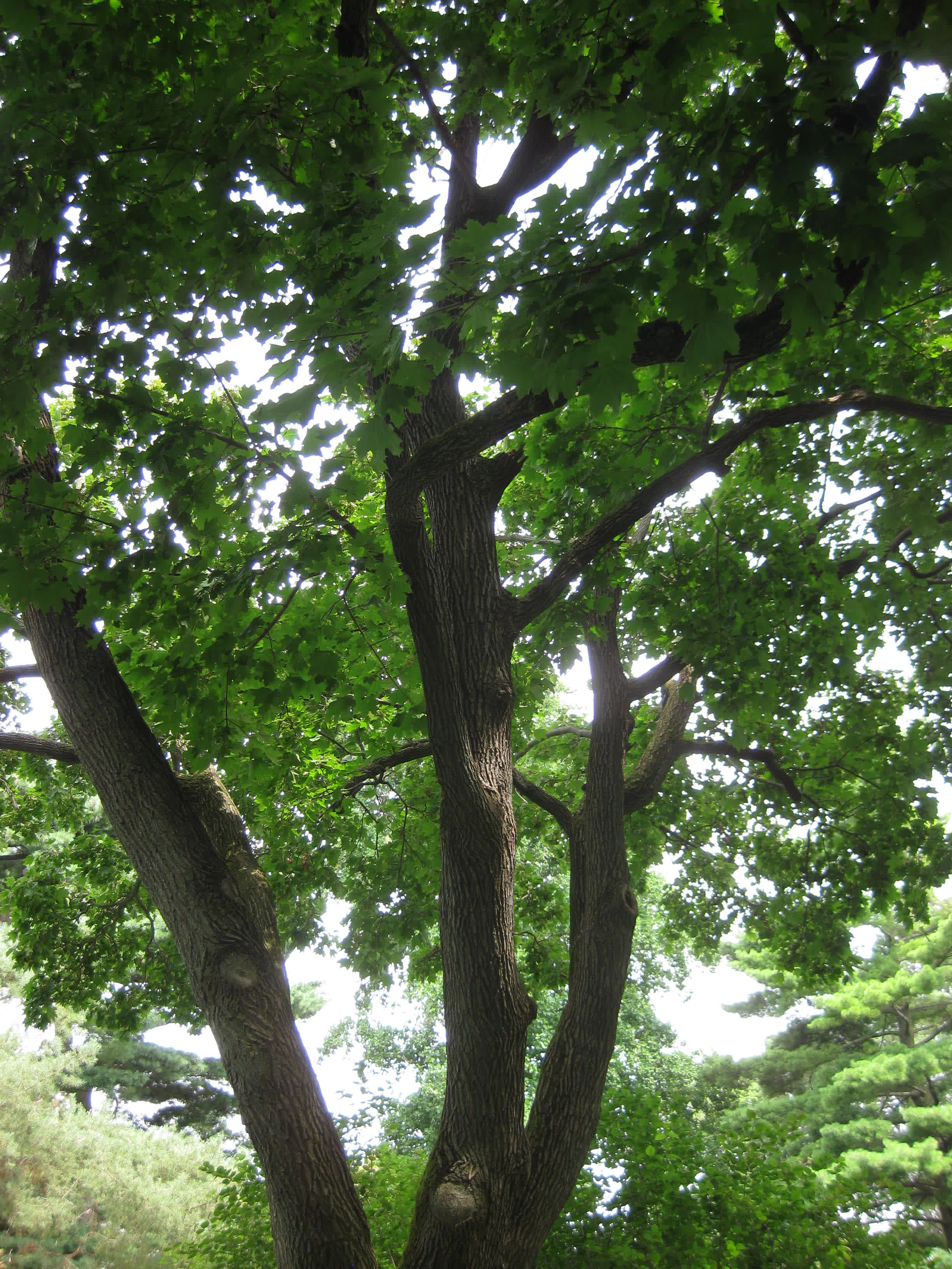 Norway Maple
