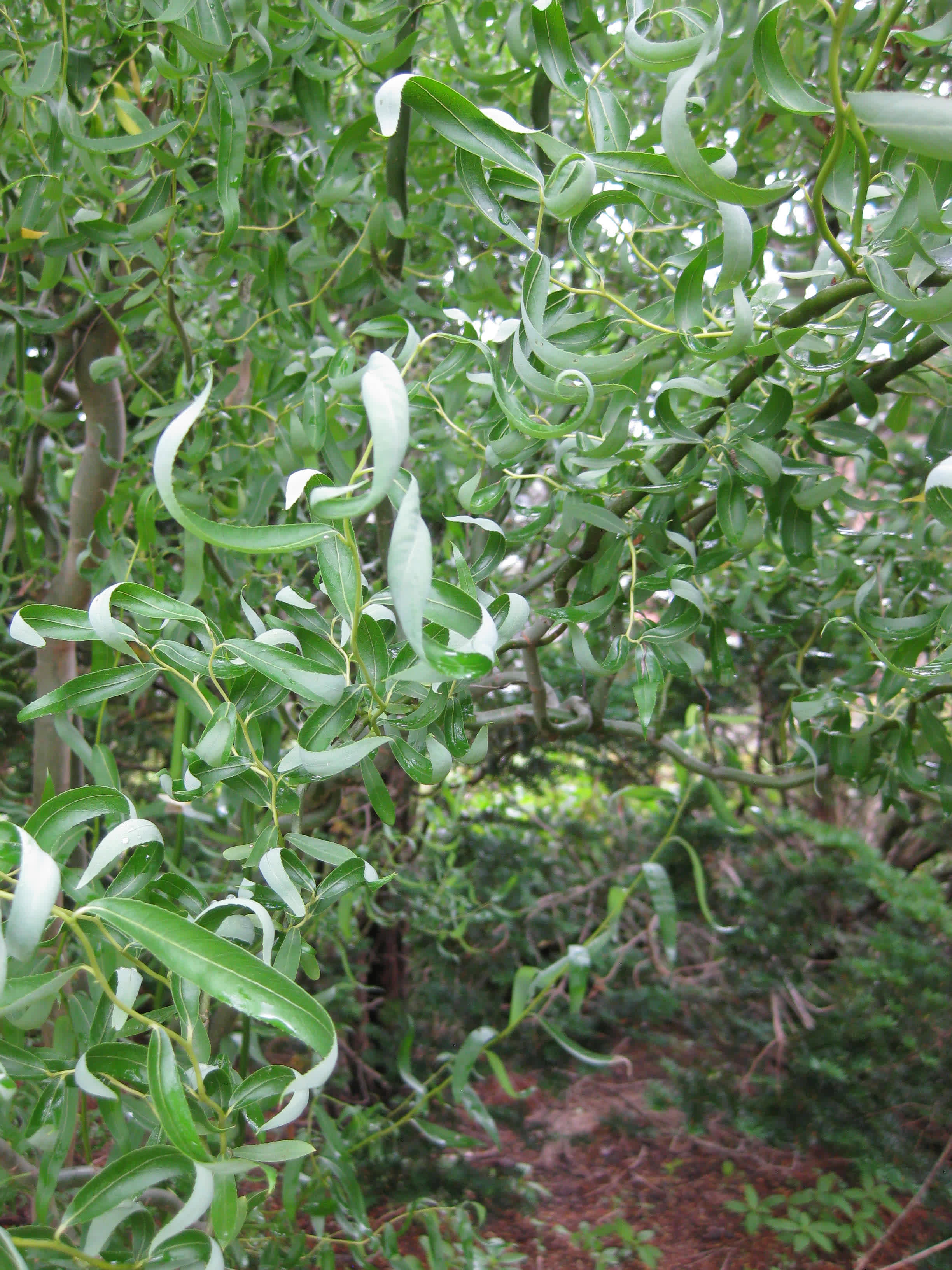 Curly willow, corkscrew willow