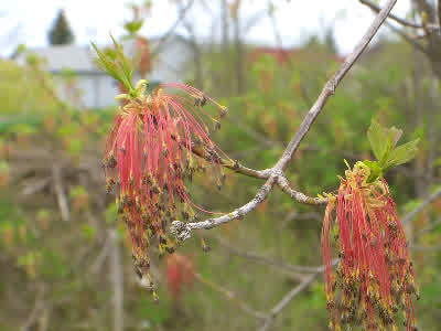 Box Elder, Boxelder Maple