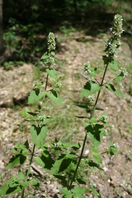 Catnip, catmint