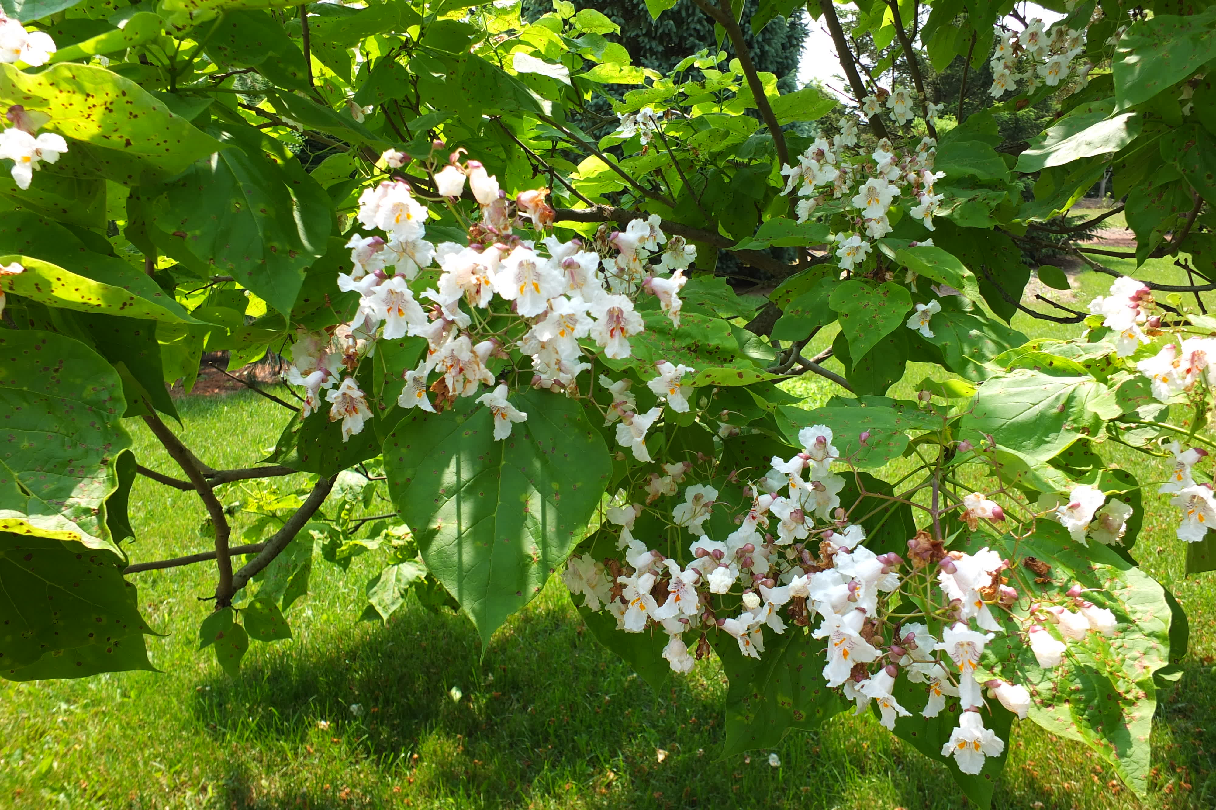 Western Catalpa, Northern Catalpa