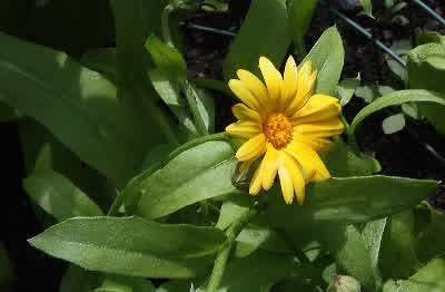 Calendula, common marigold
