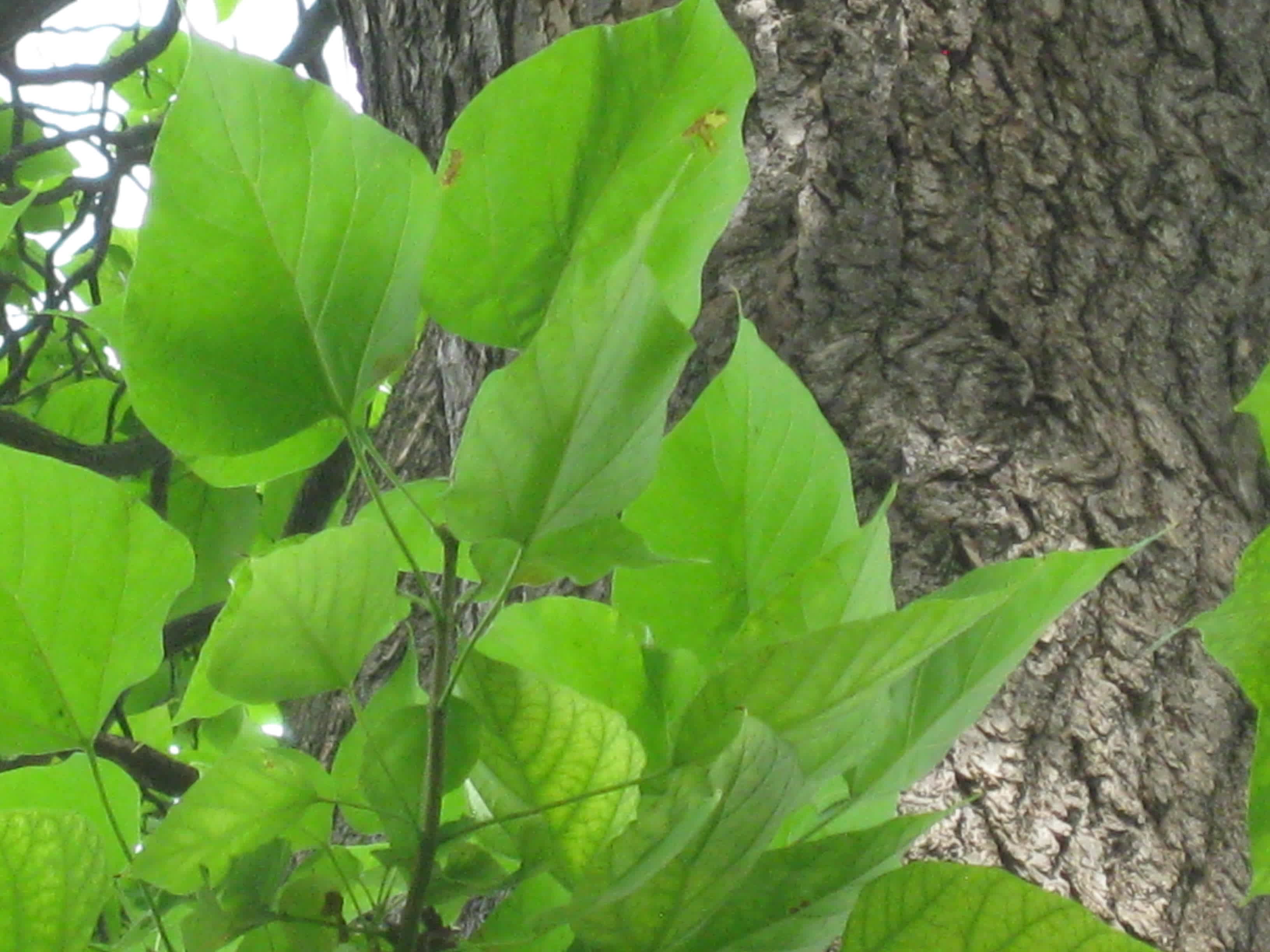 Western Catalpa, Northern Catalpa