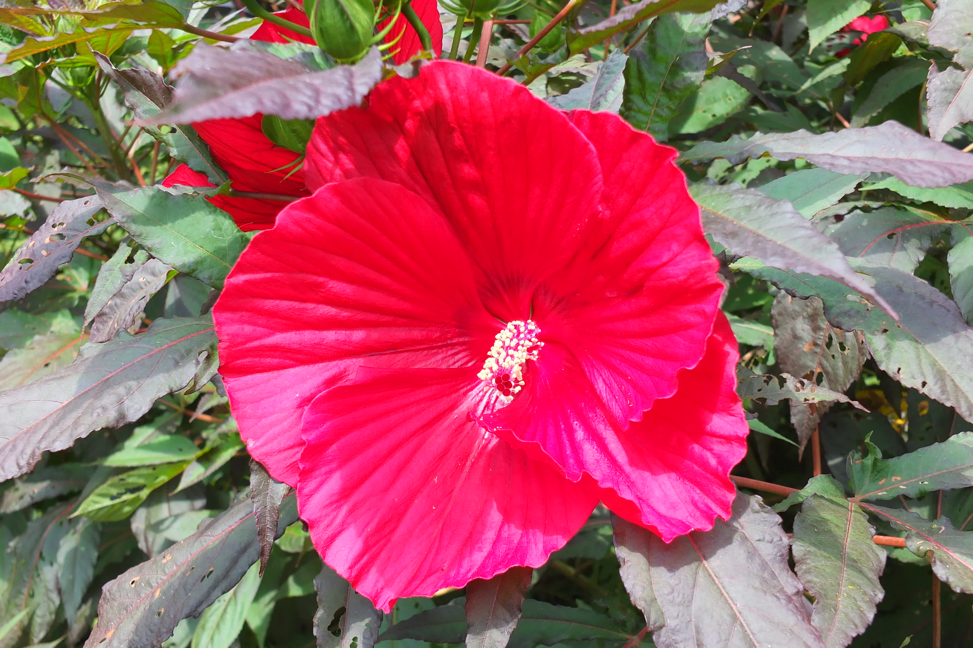 Hibiscus