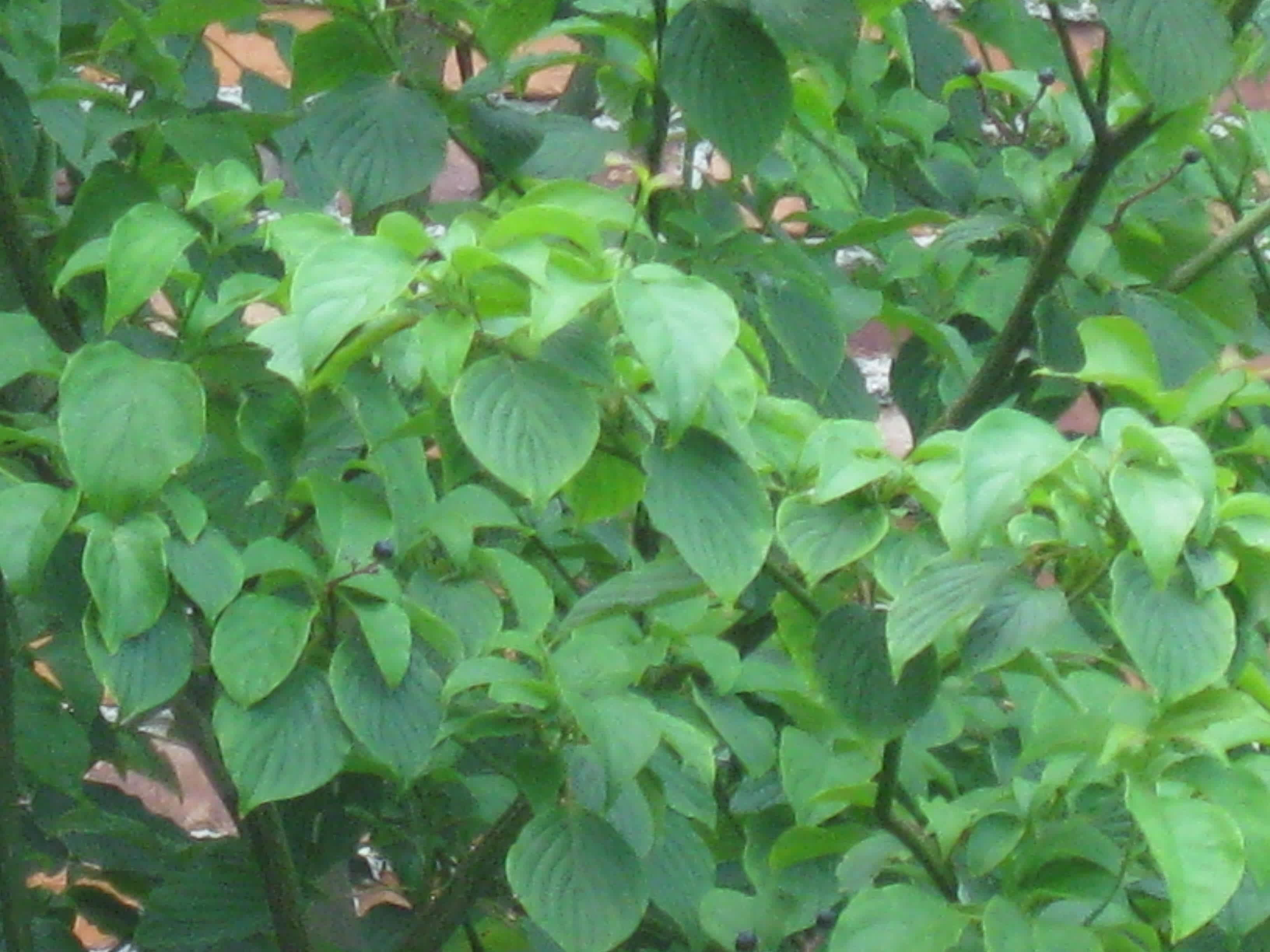 Pagoda Dogwood