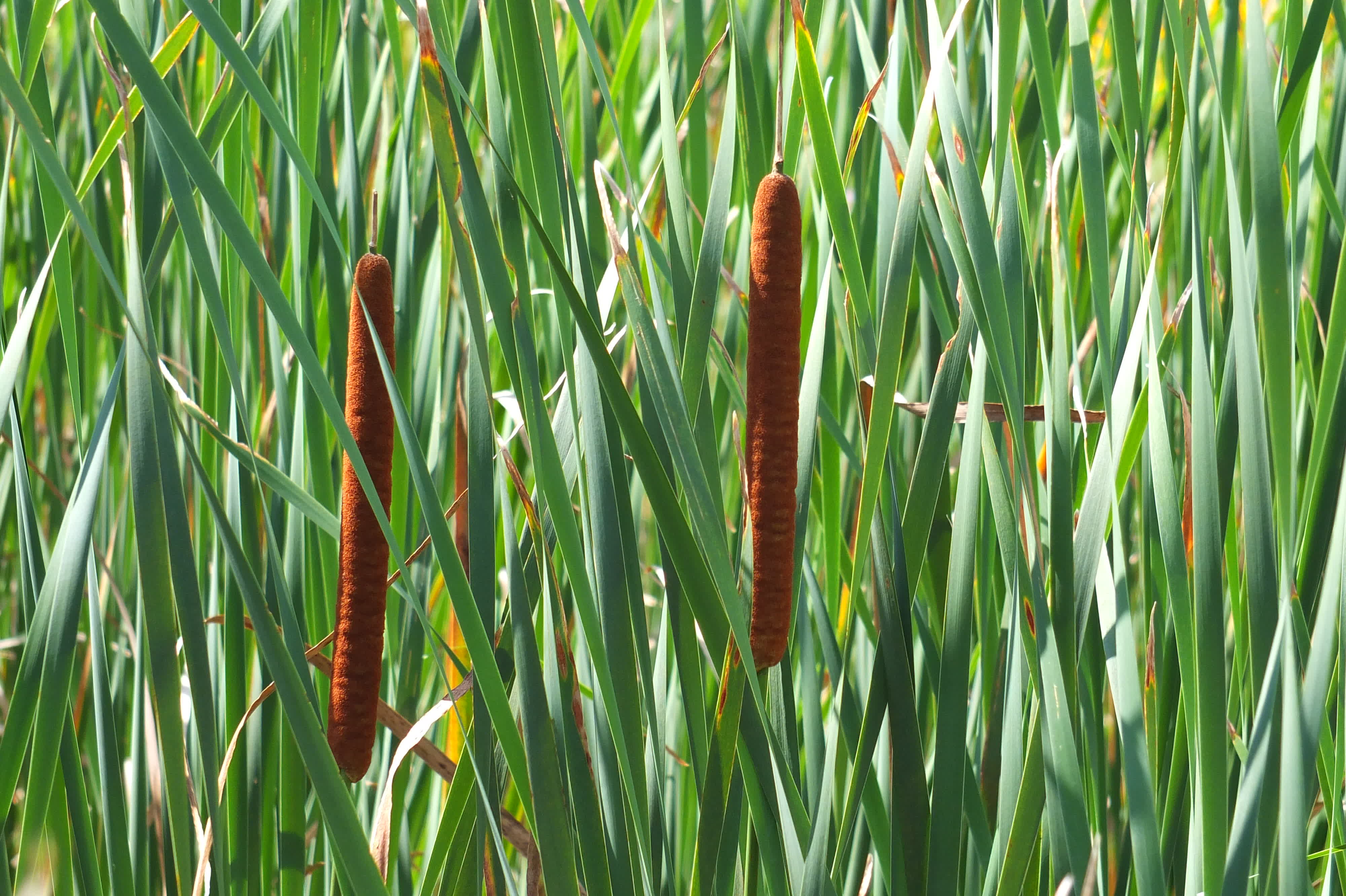 Cattails