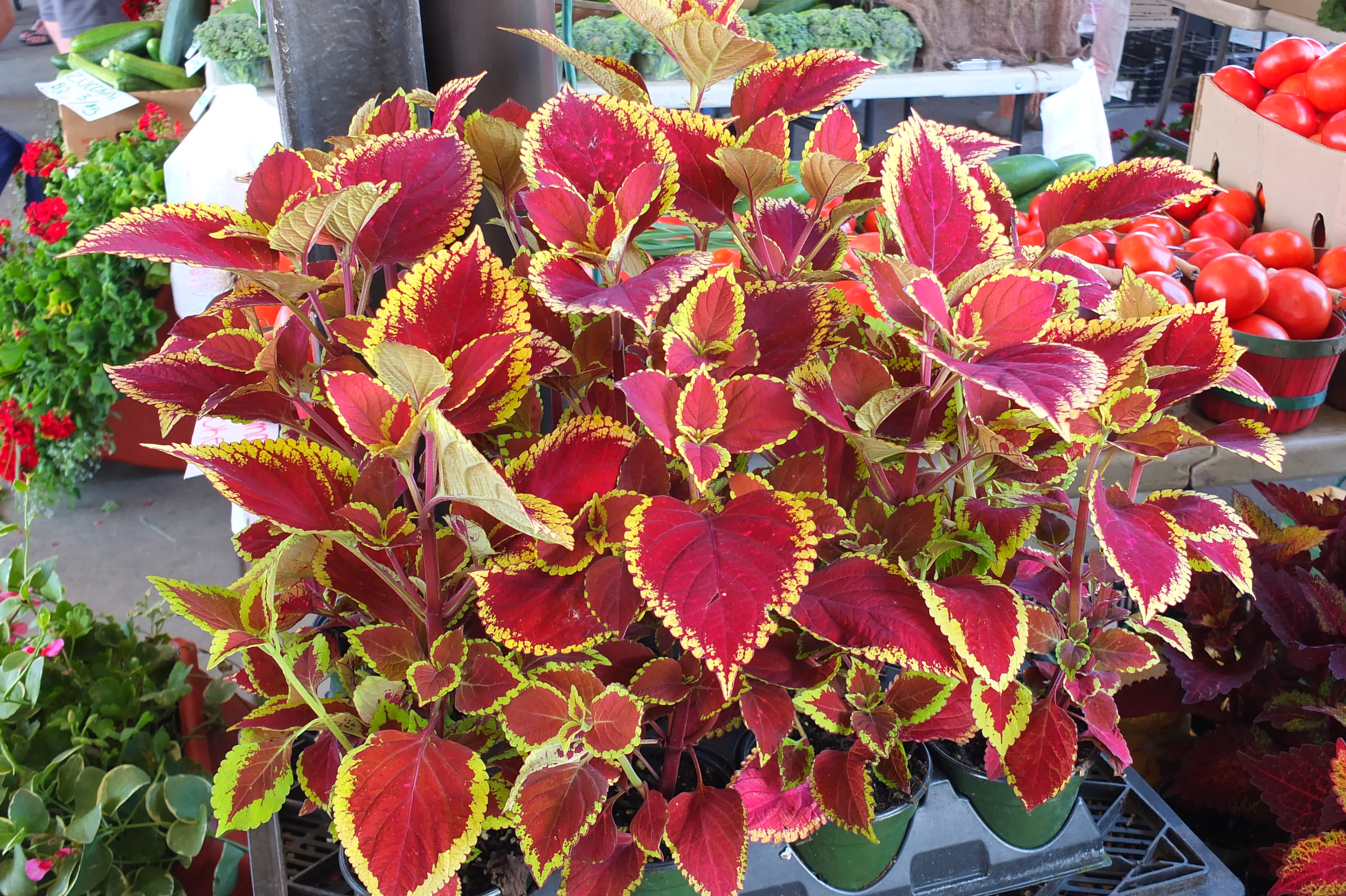 Coleus
