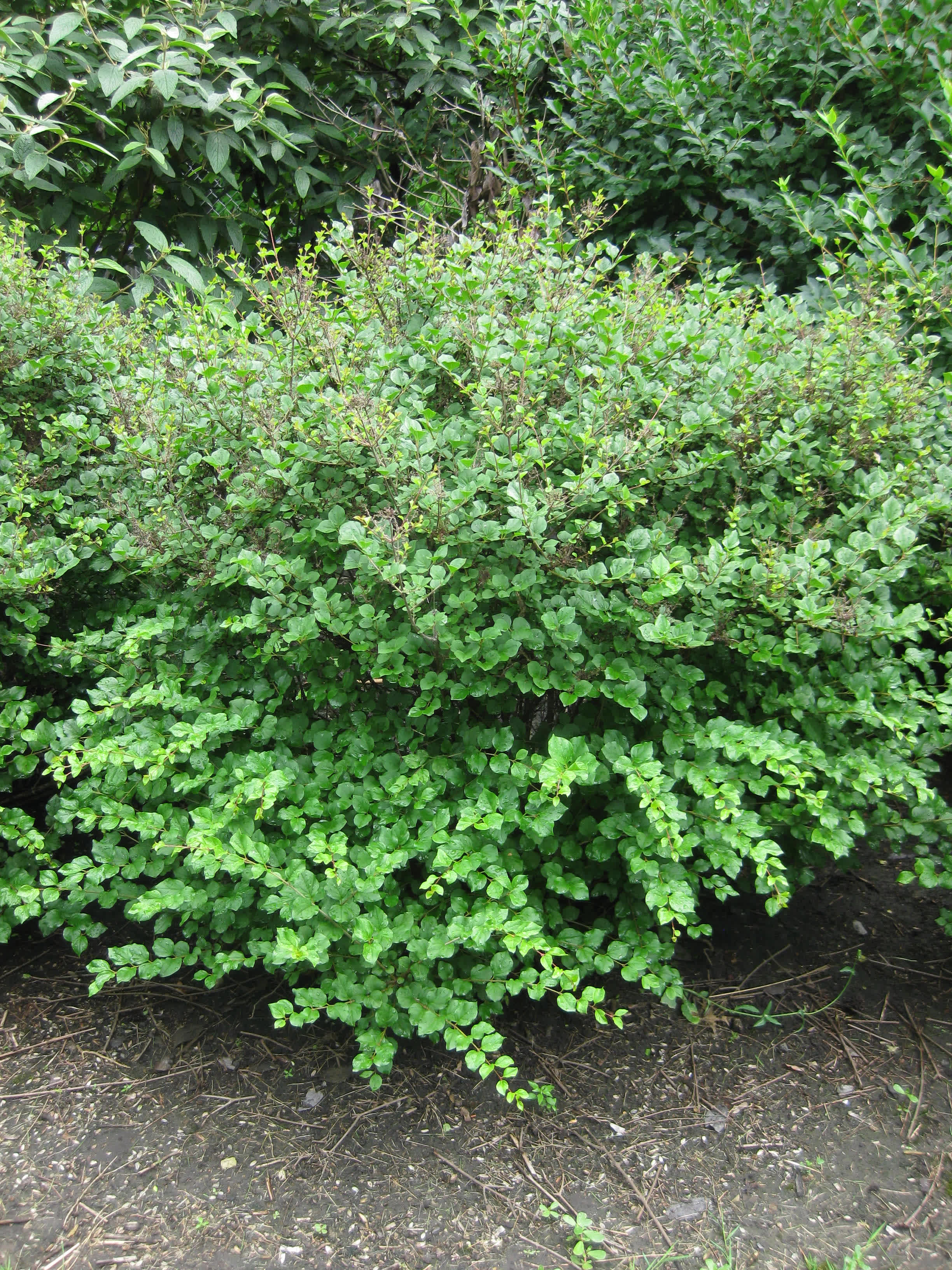 Dwarf lilac