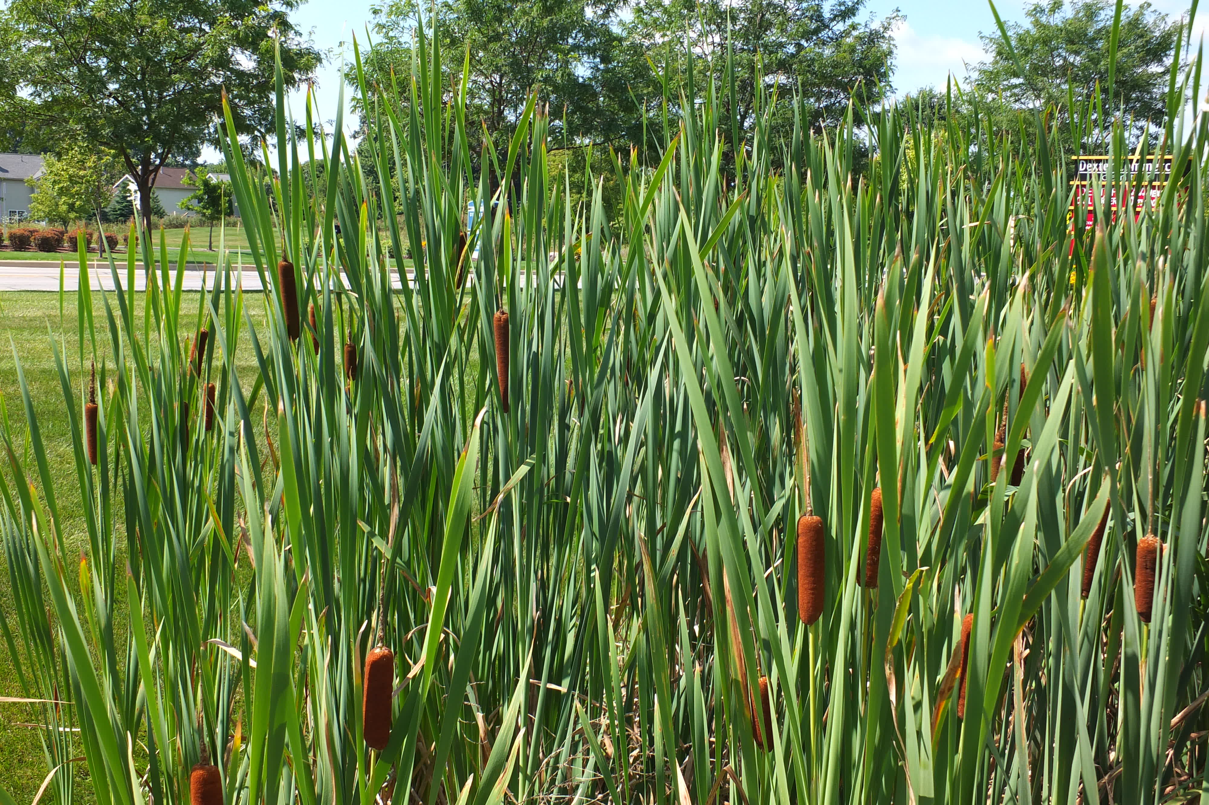 Cattails