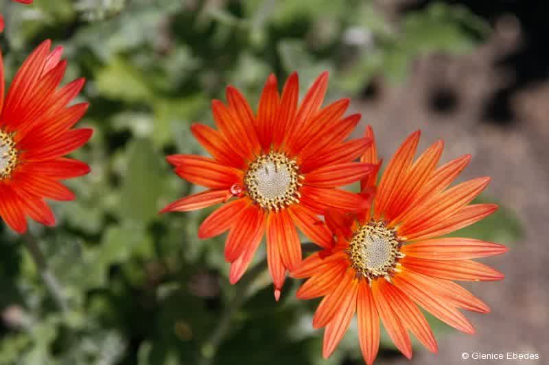 African Daisy