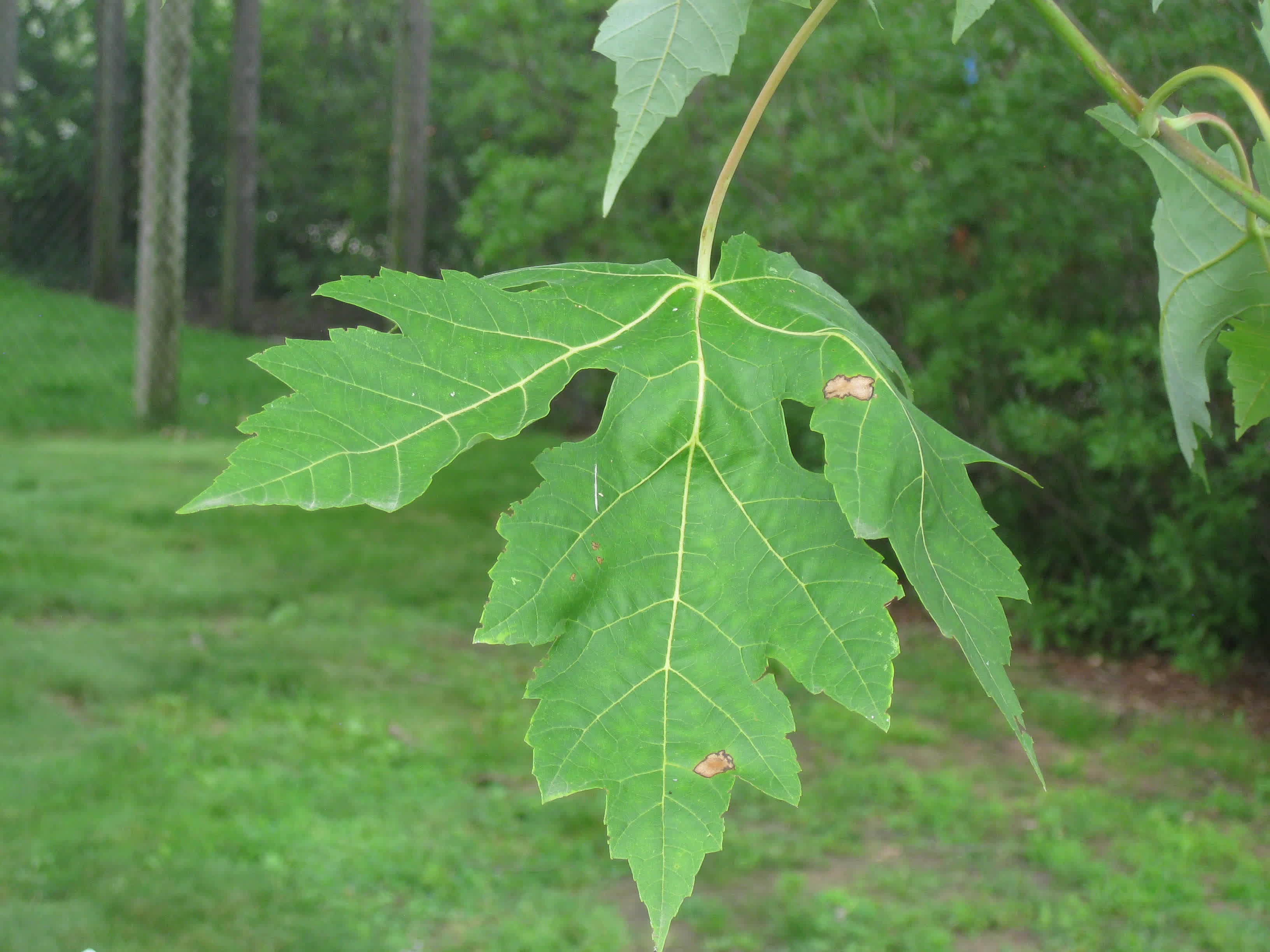 Silver Maple