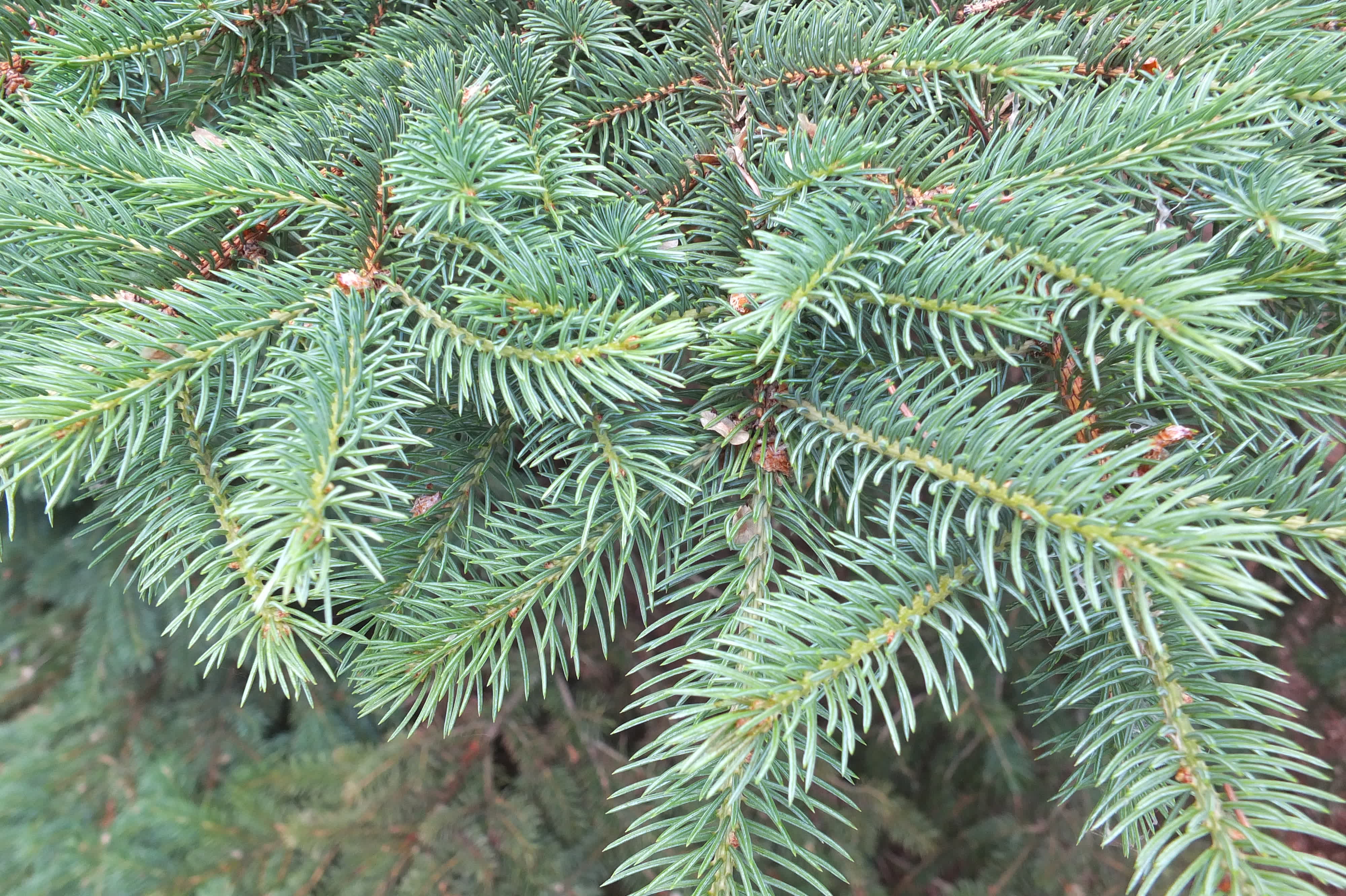 Colorado Spruce