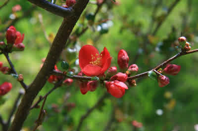 Flowering Quince