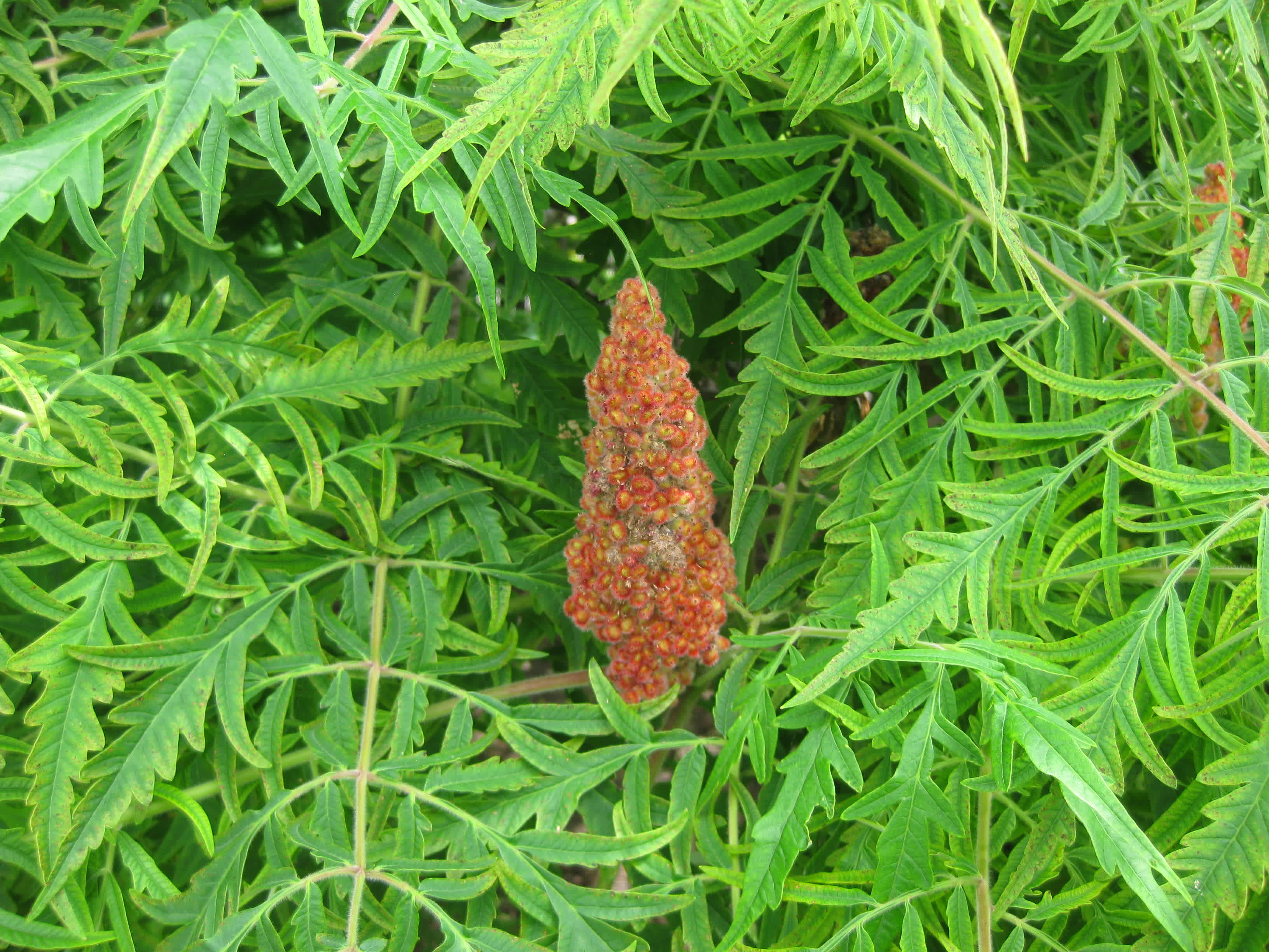 Staghorn sumac