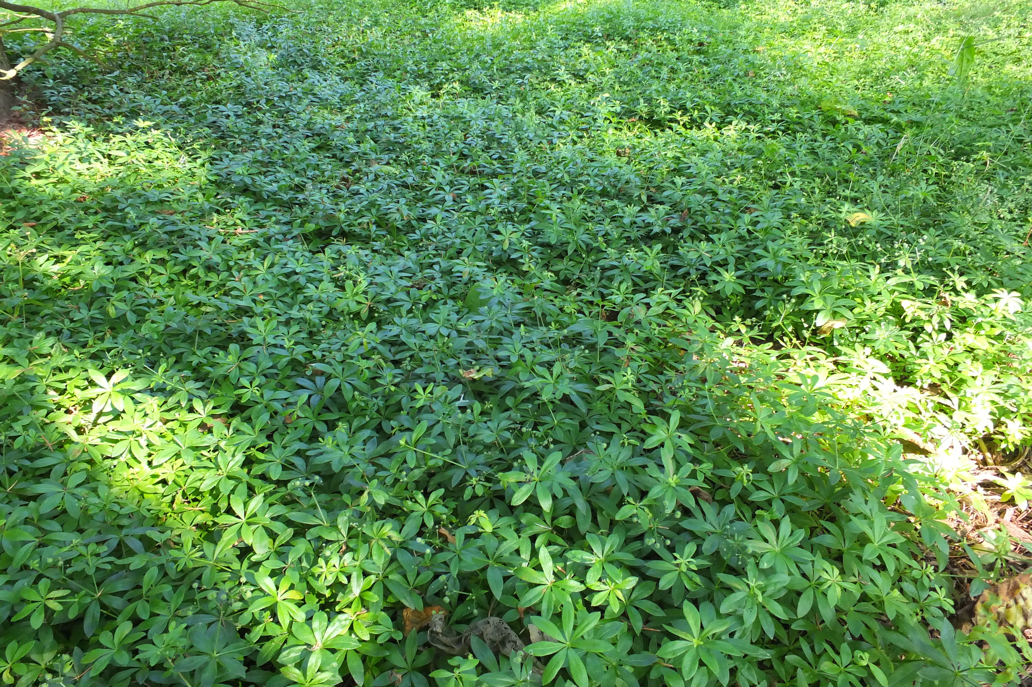 Sweet Woodruff