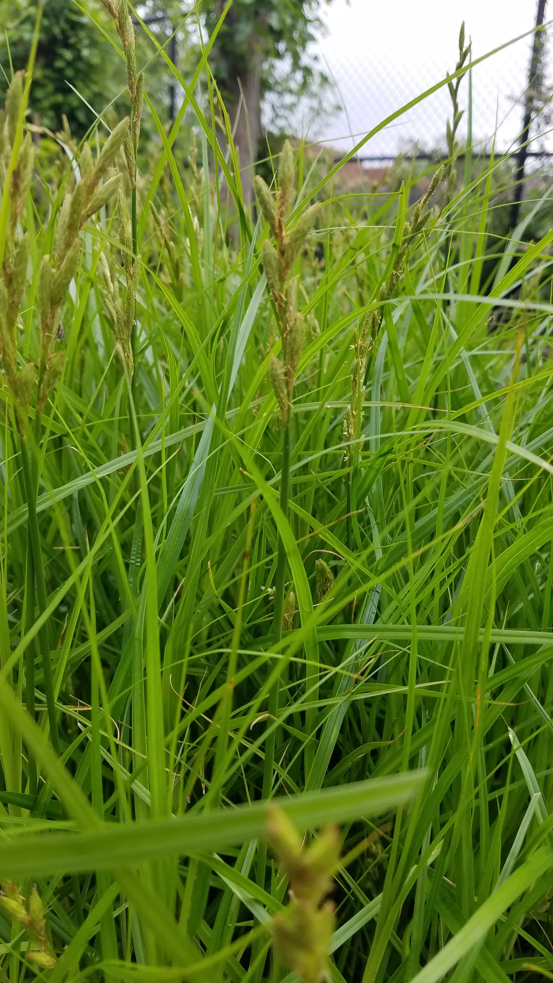 Palm sedge grass
