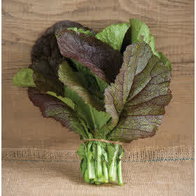 Red mustard greens, leaf mustard