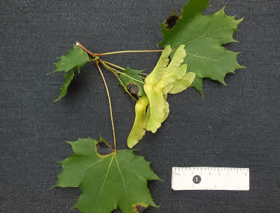 Norway Maple