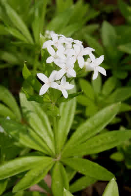Sweet Woodruff