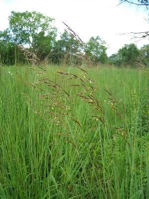 Indian Grass
