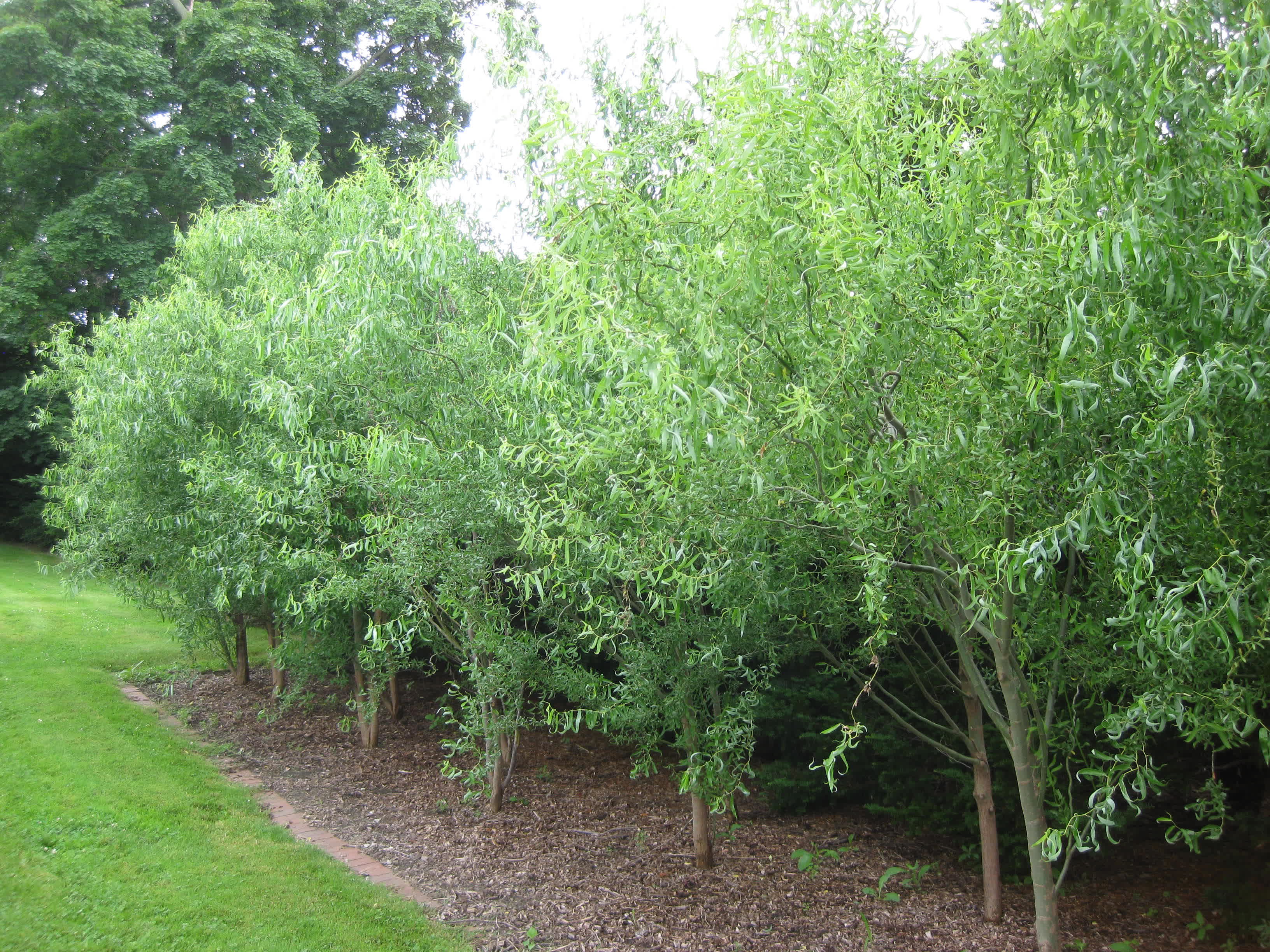 Curly willow, corkscrew willow