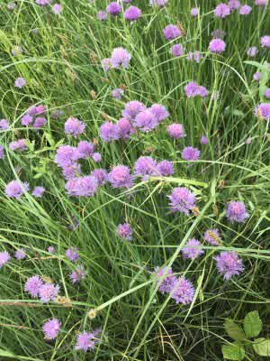 Chives, Wild Chives