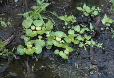 Water Hyacinth