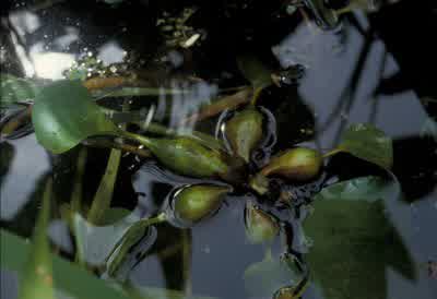 Water Hyacinth