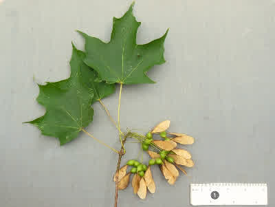 Sugar Maple