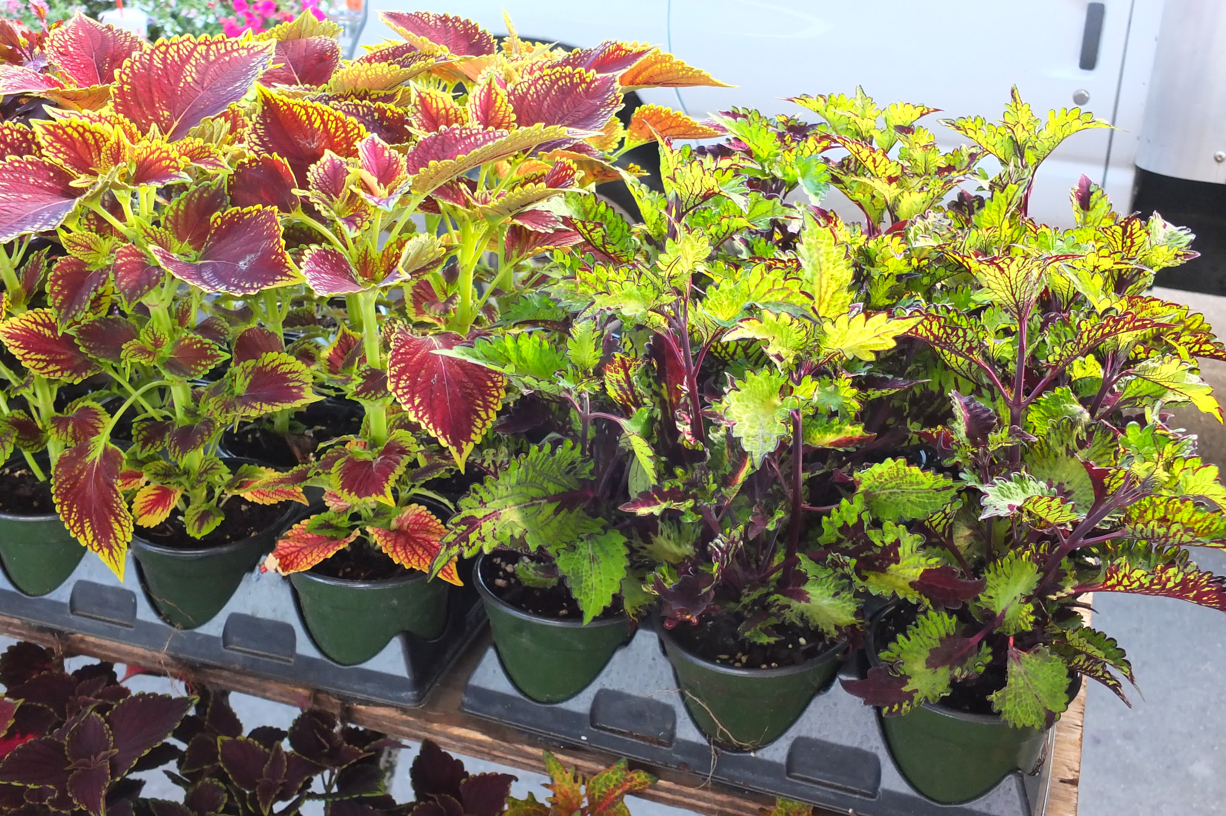 Coleus