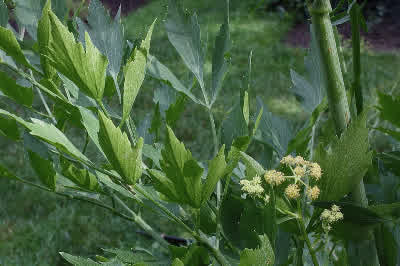 Lovage