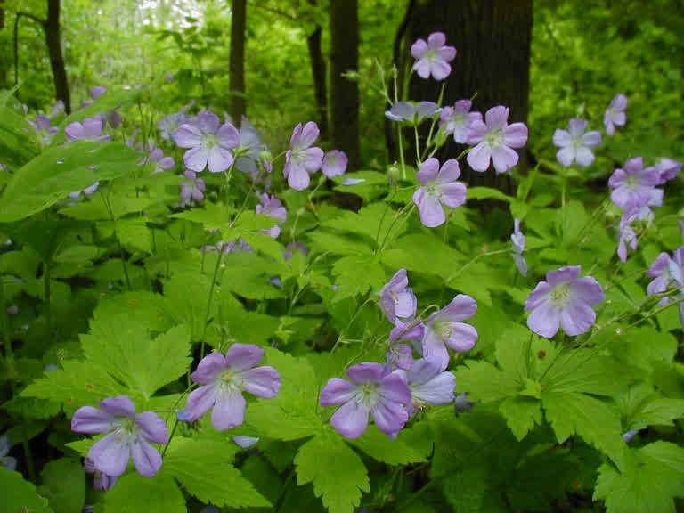 Wild Geranium