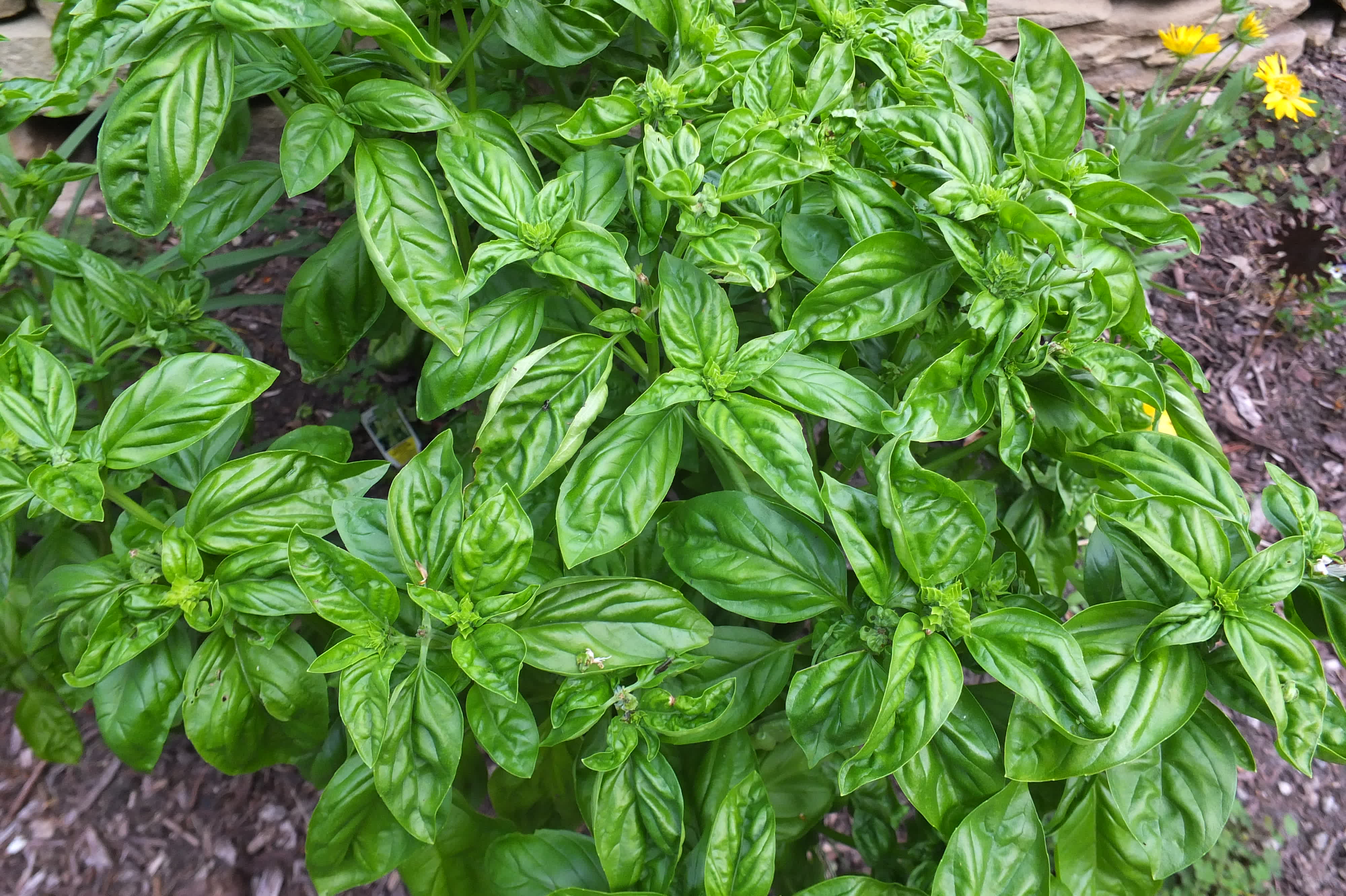 Basil