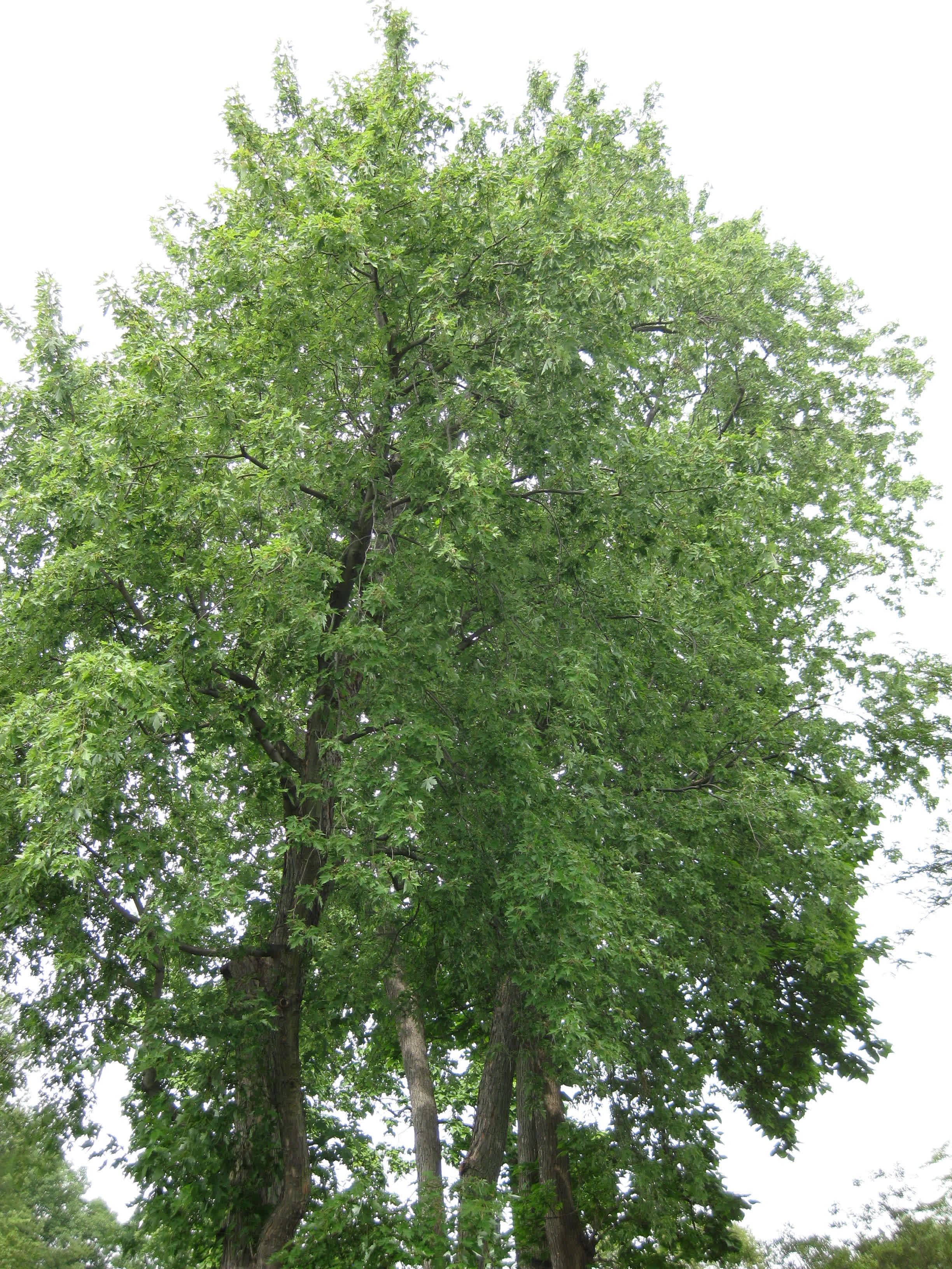 Silver Maple