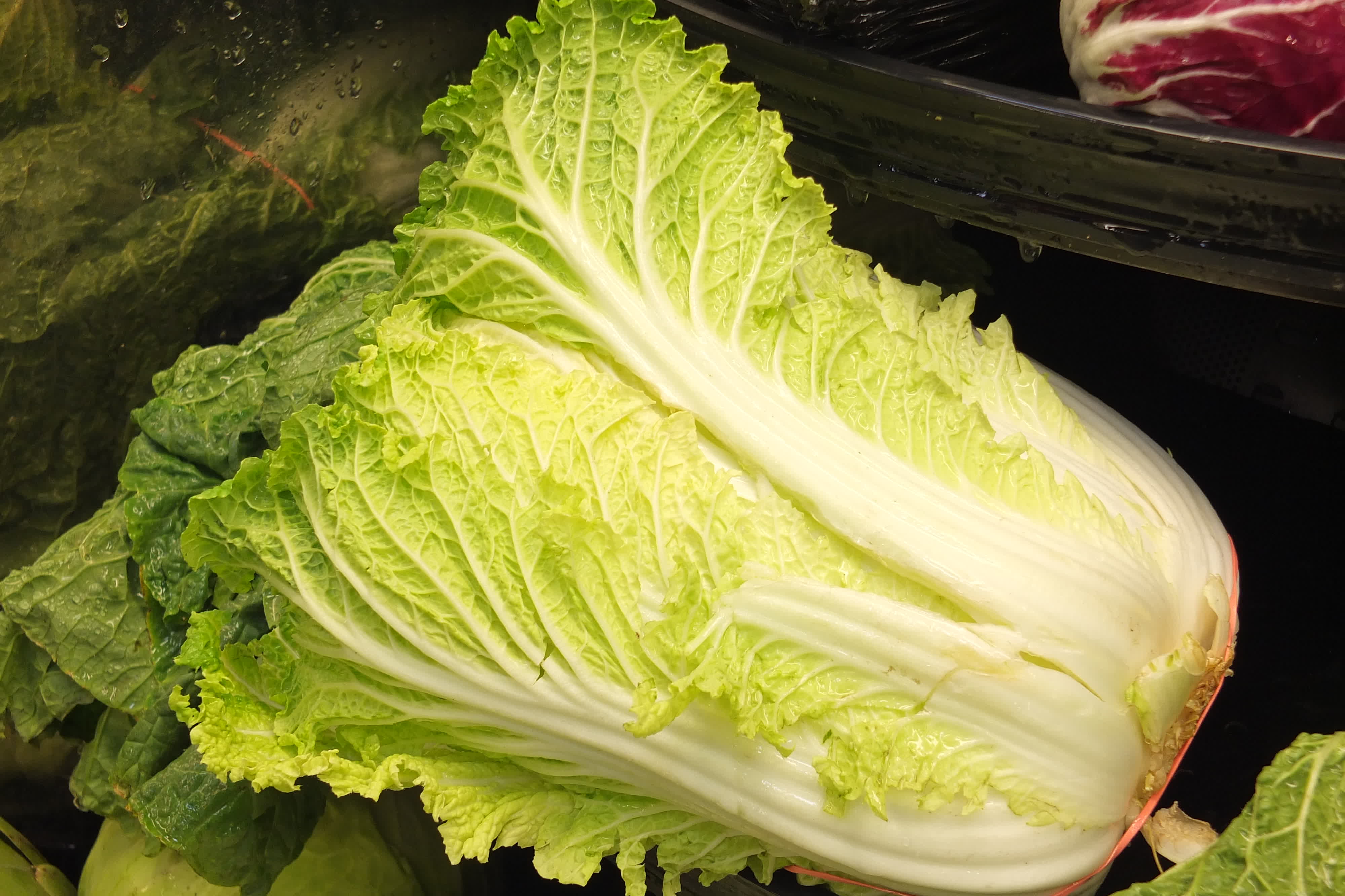 Napa cabbage, chinese white cabbage