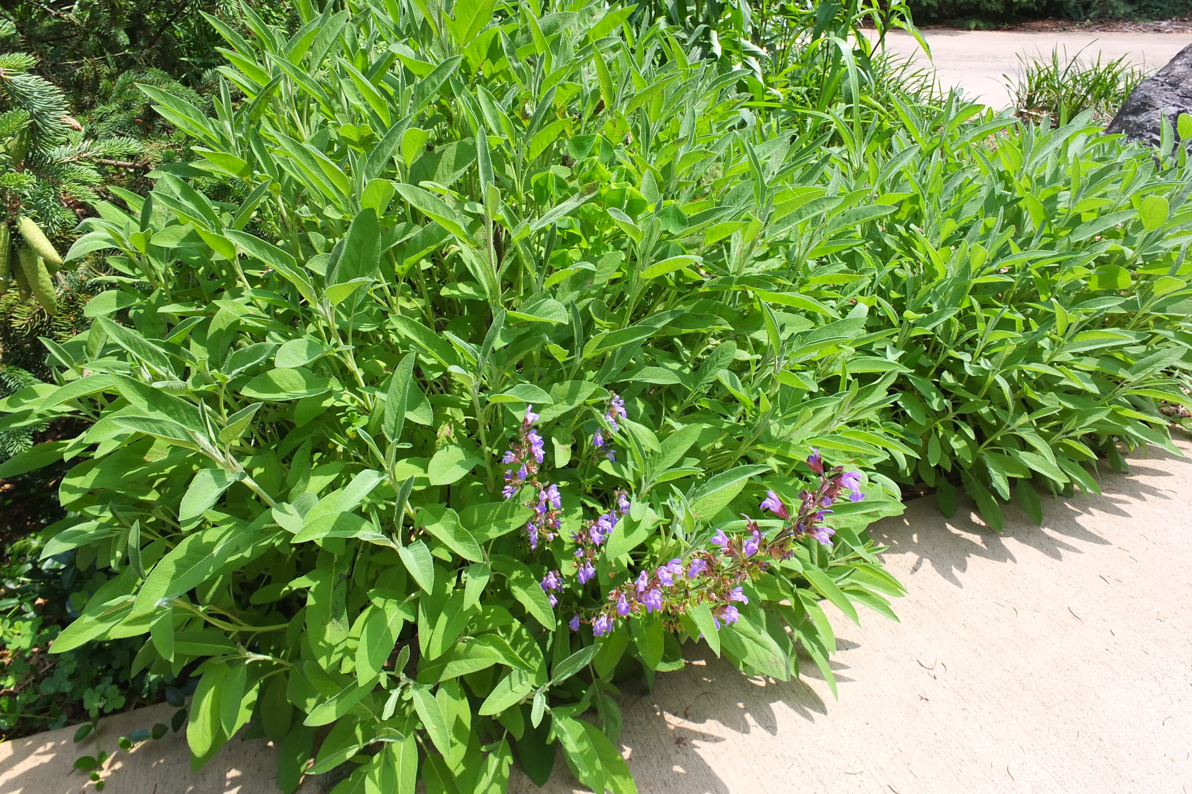 Garden sage, culinary sage